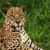 Batı'nın En Büyük Kedisi: Jaguar Belgeseli izle