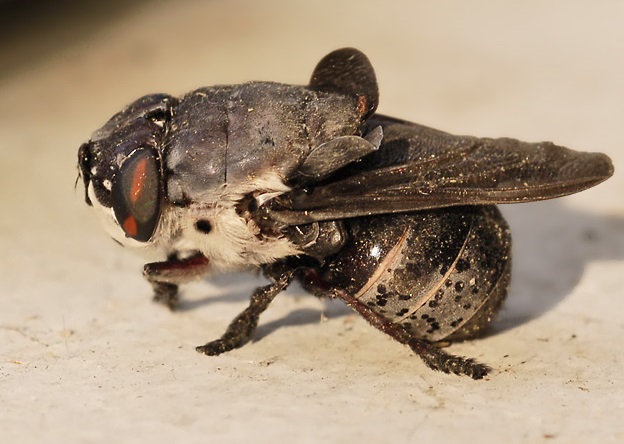 Oestridae Botfly
