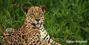 jaguar belgeseli