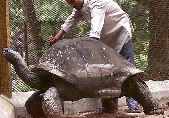 Aldabra Dev Kaplumbağası