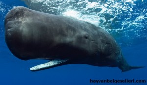 dev grönland balinası resmi