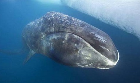 grönland balinası resim 2
