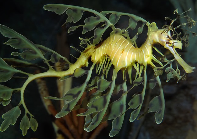 yapraklı deniz ejderi