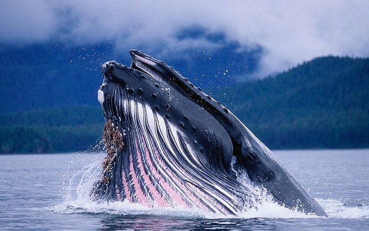 yaşlı grönland balinası