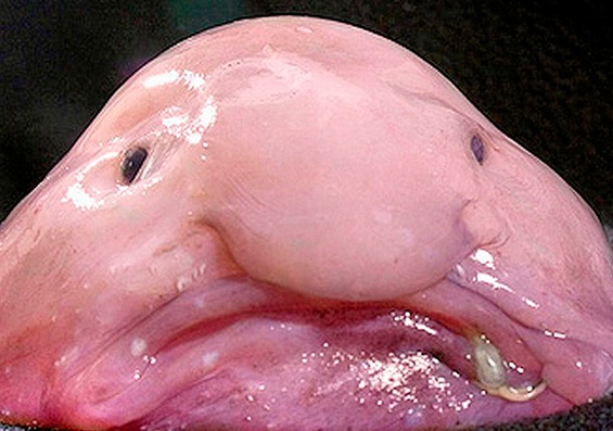 çirkin balık blobfish
