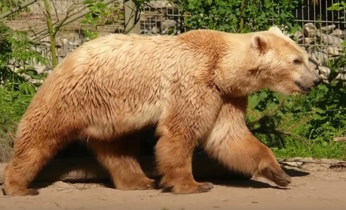 boz kutup ayısı