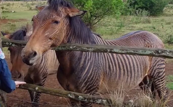 zebroid zebra ve at çiftleşmesi
