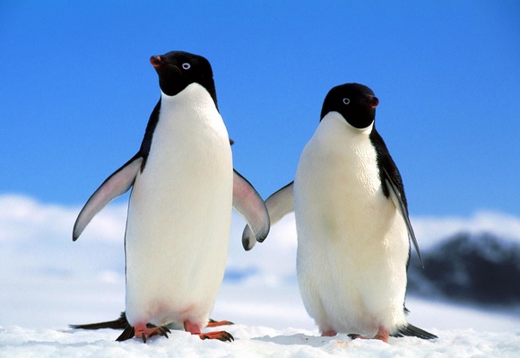 penguen dişi etkileme